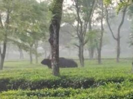 Jalpaiguri: দাপিয়ে বেড়াচ্ছে দলছুট বাইসন, আতঙ্কে চা বাগানের শ্রমিকরা
