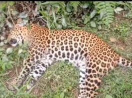 Alipurduar: চা বাগানের নালার মধ্যে উপুড় হয়ে পড়েছিল দেহ, চিতাবাঘের রহস্যমৃত্যু