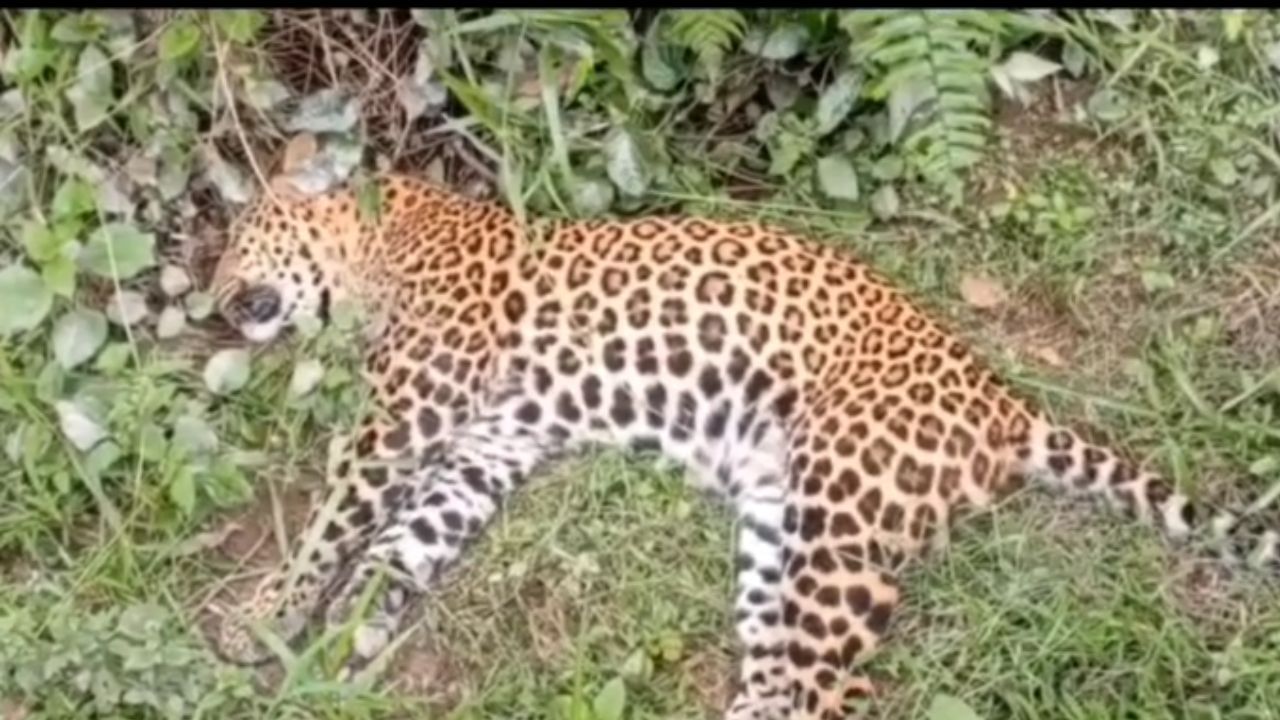 Leopard-1.jpg Alipurduar: চা বাগানের নালার মধ্যে উপুড় হয়ে পড়েছিল দেহ, চিতাবাঘের রহস্যমৃত্যু