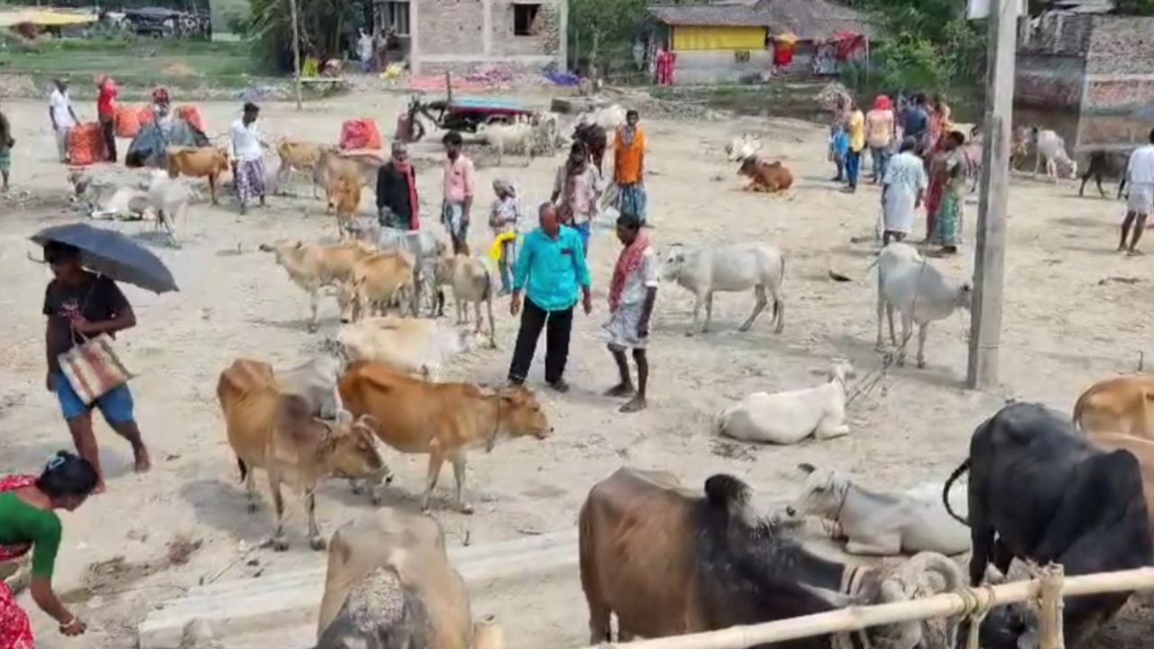 Sundarban-14.jpg গরু কেনাবেচাতেও কাটমানি TMC-র? পঞ্চায়েত কীভাবে তোলাবাজি করছে, দেখুন