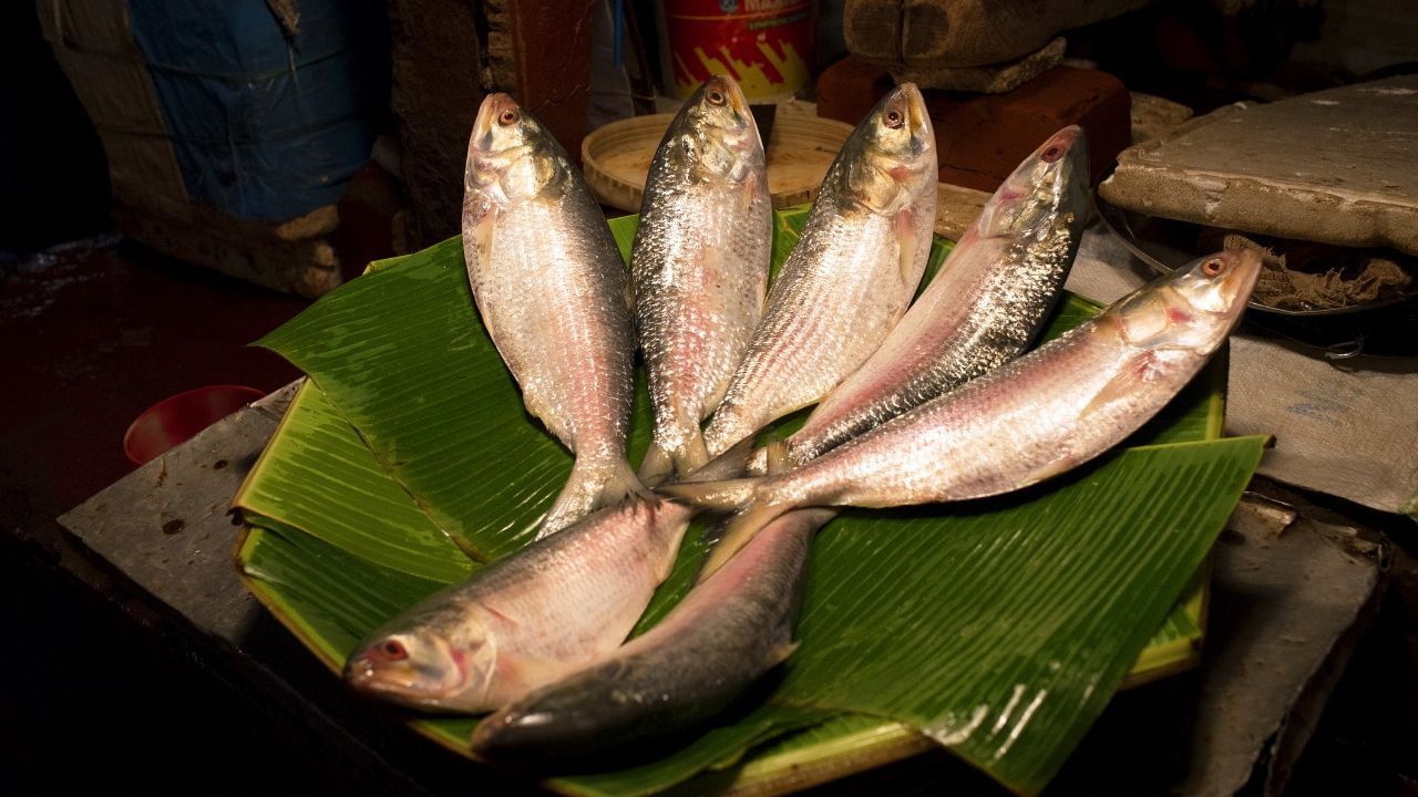 hilsa-fish.jpg আসল ইলিশ চেনার ৭টা উপায় জেনে নিন