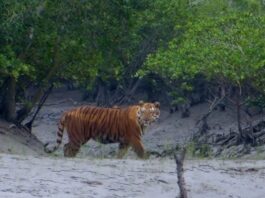 ৩ মাস কেউ ঘুরতে যেতে পারবেন না সুন্দরবনে, এল বড় নির্দেশ