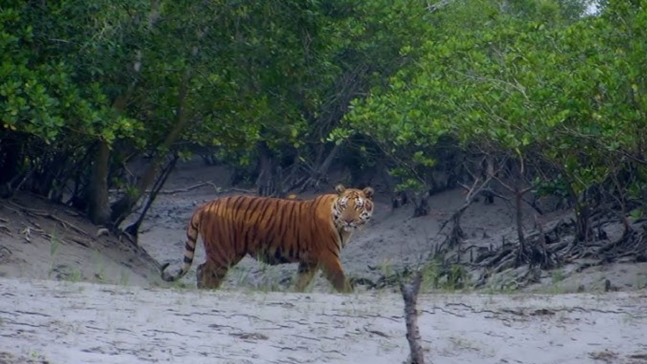 sundarban.jpg ৩ মাস কেউ ঘুরতে যেতে পারবেন না সুন্দরবনে, এল বড় নির্দেশ